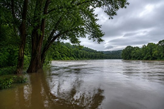River swollen by rain submerging tree roots along the bank, water reflection under overcast sky.