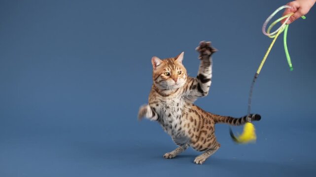 A Bengal extends its front leg to the floor with careful steps. Its posture shows attention to movement.