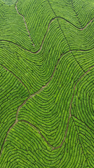 Fototapeta premium Lush Green Tea Plantation Terraces in a Hilly Landscape