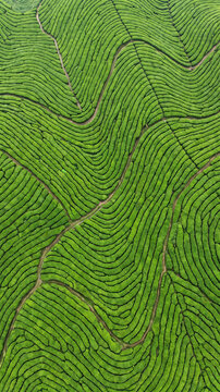 Lush Green Tea Plantation Terraces in a Hilly Landscape