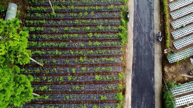 The fertile foothills of Mount Sumbing are suitable for spring onion plantations in Butuh hamlet, Magelang district.