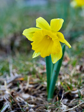 The Trumpet Narcissus: A Spring Wildflower