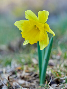 The Trumpet Narcissus: A Spring Wildflower