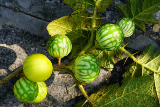 Tropical soda apple fruits on spiny nightshade plant with striped unripe berries