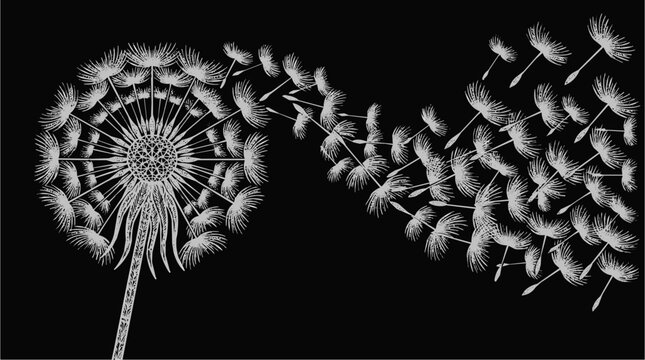 Elegant Dandelion Seeds Blowing in the Wind as a Concept of Herb Propagation and Natural Growth Life Cycle on a Black Background