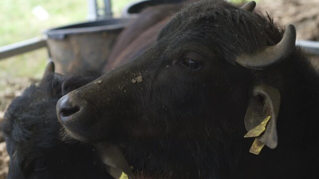 Murrah Buffalo Calf In Farm Pen