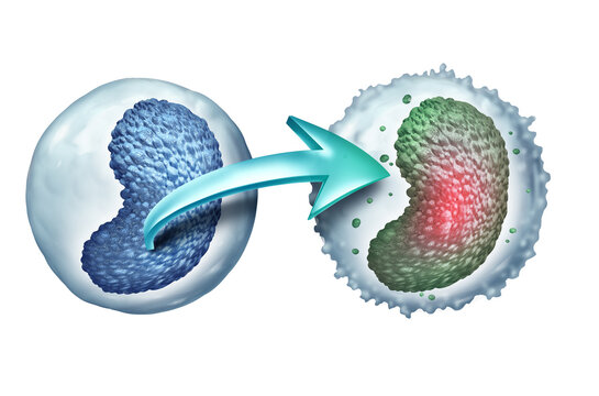 Immune cell reprogramming as Genetically engineered monocyte undergoing immune cell reprogramming into an enhanced therapeutic immune cell as new immunology symbol.