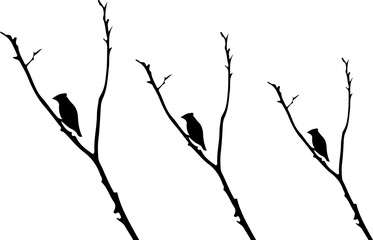 Fototapeta premium Black silhouettes of three small birds perched on thin leafless tree branches with silhouette