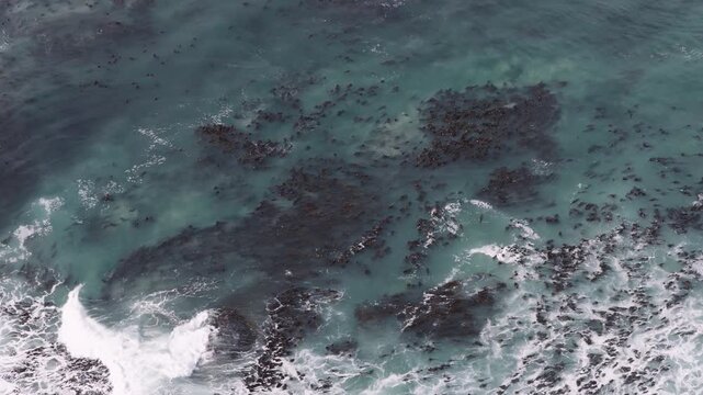Aerial Kelp Forest Swaying in the Ocean Tide, Gentle Waves