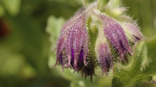 Comfrey Symphytum flower macro close up stock footage