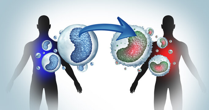 Genetically engineered monocyte undergoing immune cell reprogramming into an enhanced autologous therapeutic immune cell, symbolizing next generation immunology and personalized cell therapy.