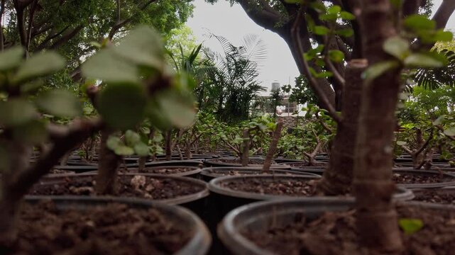 Ground level view across rows of potted seedlings in a plant nursery, highlighting cultivation, horticulture and healthy growth within a lush outdoor garden setting.
