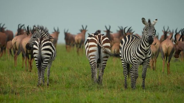 zebra, plains zebra, stripes, equine, herbivore, safari, savannah, grassland, rainfall, overcast, fresh, greenery, antelope, topi, herd, grazing, roaming, Africa, Serengeti, Maasai Mara, ecosystem, ha