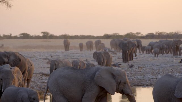 Etosha National Park, Namibia, a herd of African elephants approach a waterhole at sunset.	