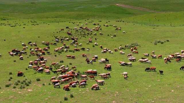 Flocks of Kazakh Fat-tailed Sheep Grazing on Zhaosu Cloud Pasture with Tianshan Snow Mountains Background, Xinjiang Natural Grassland Ecology,Vast Endless Green Prairie Herds, Hybrid Fat-tailed Sheep