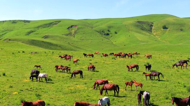 Aerial Shot of Heavenly Horse Herds on Zhaosu Grassland, Xinjiang Akhal-Teke Horses Pasture Scenery,Rolling Green Hills Pasture with Gallant Horses, Original Xinjiang Grassland Livestock Grazing View