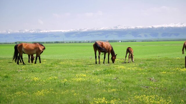 Vast Green Prairie Free Roaming Steeds, Relaxed Heavenly Horse Herds Under Tianshan Snow Peaks Xinjiang Pasture View