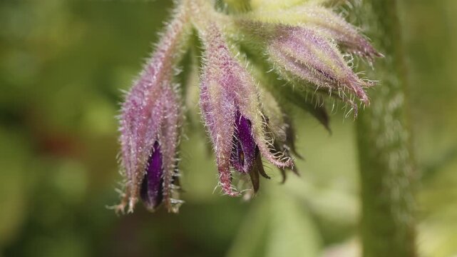 Comfrey Symphytum flower macro close up stock footage