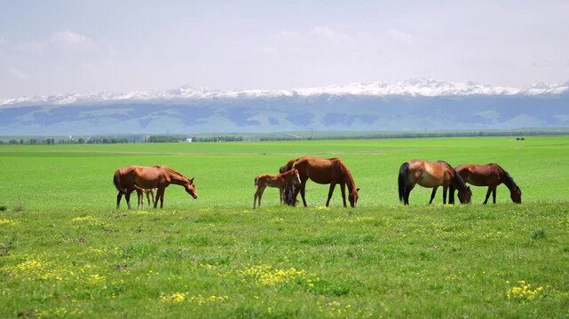 Vast Green Prairie Free Roaming Steeds, Relaxed Heavenly Horse Herds Under Tianshan Snow Peaks Xinjiang Pasture View