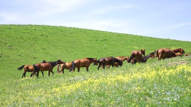 Vast Green Prairie Free Roaming Steeds, Relaxed Heavenly Horse Herds Under Tianshan Snow Peaks Xinjiang Pasture View