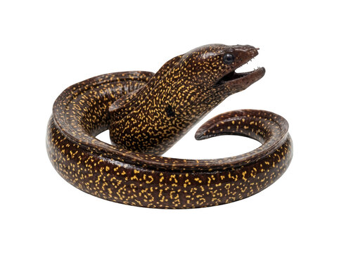 Spotted brown moray eel isolated on white background with marine life, underwater predator