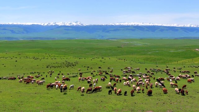 Flocks of Kazakh Fat-tailed Sheep Grazing on Zhaosu Cloud Pasture with Tianshan Snow Mountains Background, Xinjiang Natural Grassland Ecology,Vast Endless Green Prairie Herds, Hybrid Fat-tailed Sheep