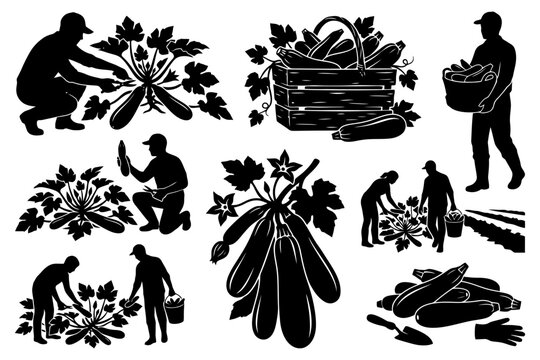 Silhouette collection of farmers harvesting zucchini in various activities.