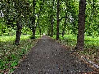 Fototapeta premium Green Park Path Alley with Benches