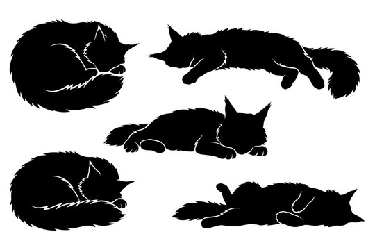 Silhouette of maine coon cats in various sleeping positions.