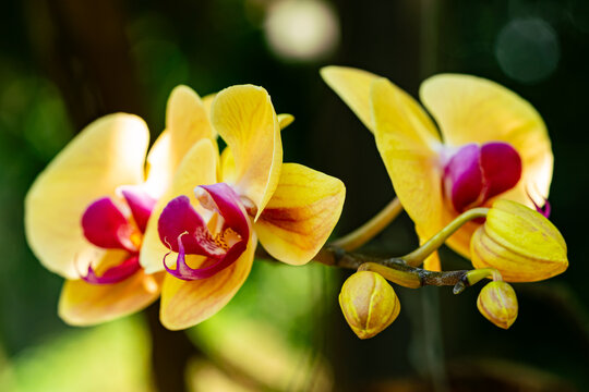 Closeup of blooming yellow Phalaenopsis orchid flowers.
