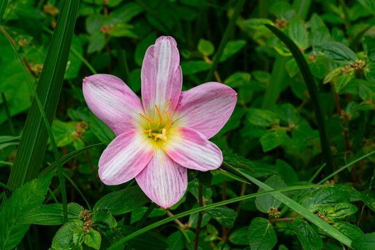 Top view of pink Rain Lily