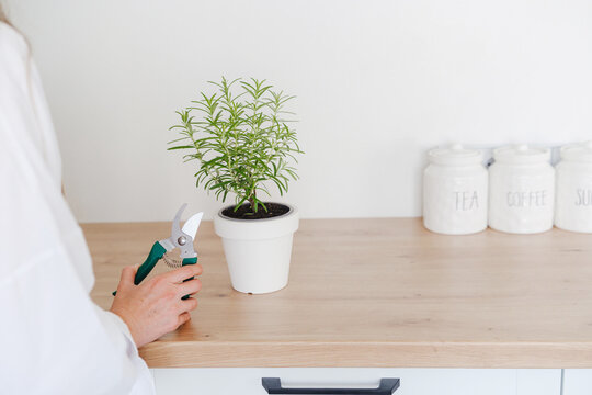 Woman holding pruning shears next to potted rosemary on kitchen counter