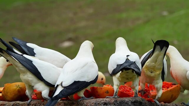 close up birds standing on rocks table in the park, a group of imperial pied pigeon enjoying papaya with nature sound, white bird behaviour footage