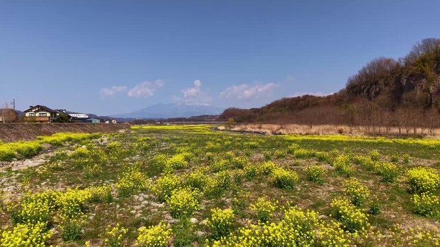 河原に咲く黄色い菜の花
