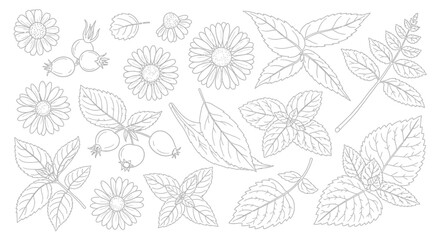 Fototapeta premium Collection of various leaves and flowers.