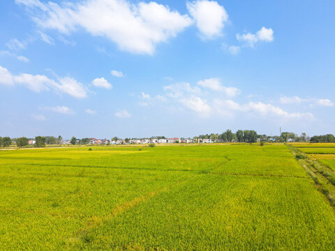 Golden rice paddies in tranquil countryside with idyllic harvest view and village homes under blue sky