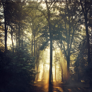 Forest and sun light at forest glade