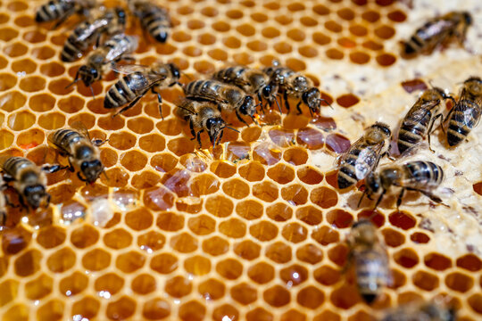 Close up of honeybees on a golden honeycomb producing sweet honey