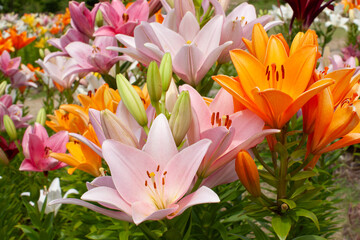 Obraz premium ユリの花の群生