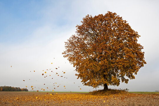 Maple tree in a field with autumn leaves blowing in the wind