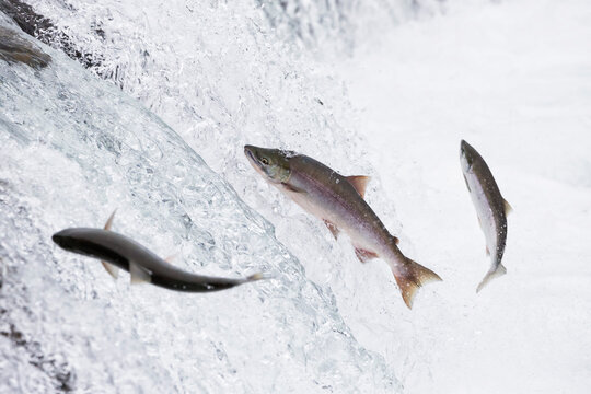 USA, Alaska, Katmai Nationalpark, King Salmon, Brooks Falls, Salmon run