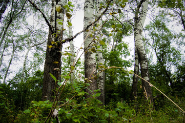 Fototapeta premium Scenic forest landscape with Populus trees in September
