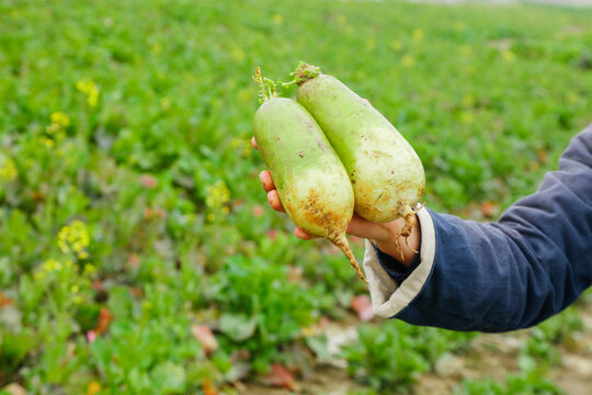 Fresh Green Radishes from Weifang Agricultural Field - Organic Farming Harvest in Hands