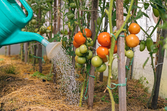 Tomato plants are being watered