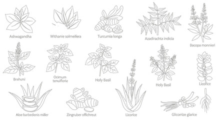 Collection of various plant species illustrations. © Malikmagak