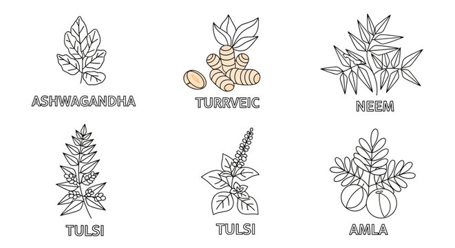 Herbal plants and spices illustrations.