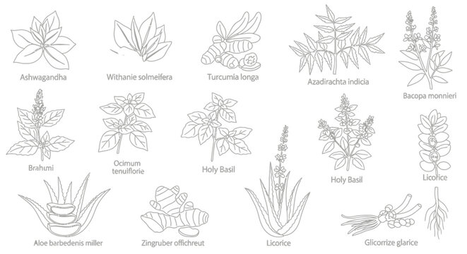 Collection of various plant species illustrations.