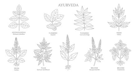 Ayurvedic herbs and plants illustrations. © Malikmagak