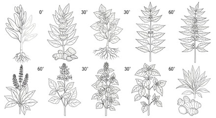 Collection of various plant and flower illustrations. © Malikmagak