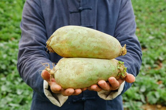 Giant White Radishes Weifang Specialty Variety Fresh Harvest Organic Farming Agriculture